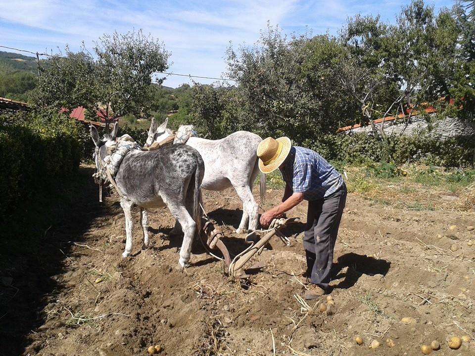 Agroturismo, recogida de patatas con burro en Salamanca (La Rinconada de la Sierra)